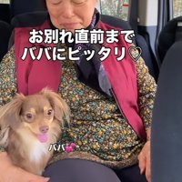 祖母にくっつく小型犬