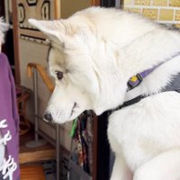 じっと見つめるおばあちゃん