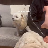 よそ見をする小型犬