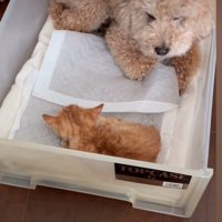子猫を守る犬