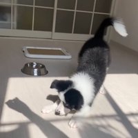 影に反応するワンコ