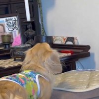 空中を見つめる犬