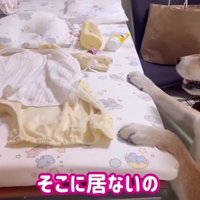 いないと教えても…