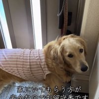 玄関先のロイちゃん