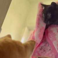 タオルで包まれている猫を見つめる犬