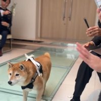 リングドッグを務めるじろー君7