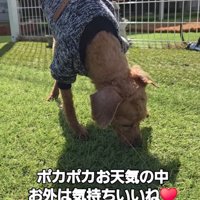 お外を歩き回る犬