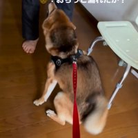 はちちゃんに聞くおばあちゃん