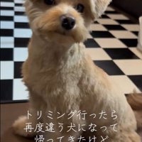 ポコくんの耳の変化8