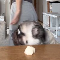 三度見するぽこちゃん