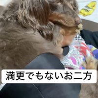 男の子に寄り添って寝ているダックスフンド