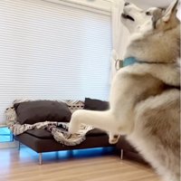 ジャンプするセナくん