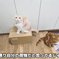 「これは何…？」