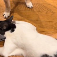 スリッパの中に頭を入れて動かなくなった猫