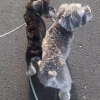 もう1匹のリードを噛む犬1