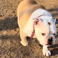 駆け寄ってきたぱせり君