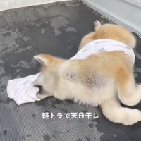 タオルをくわえる犬
