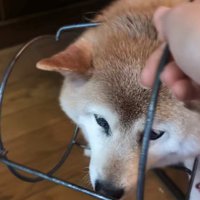 飼い主が台を外そうとしている場面