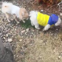 2匹で冒険ごっこ♪