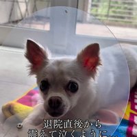 こはく君とここまるちゃんの家族愛