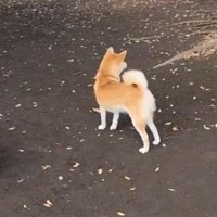 ドッグラン