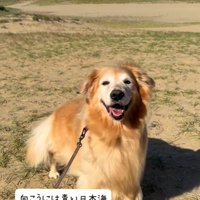 砂丘を散歩する大型犬