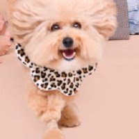 笑顔で駆けてくるポテチくん