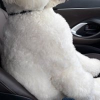 わんことドライブしたら…