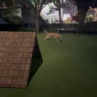 ドッグラン