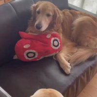 ソファの上でくつろぐ犬と見つめる犬