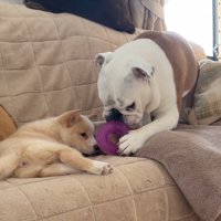 先住犬が持ってきたおもちゃを見つめる子犬