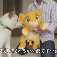ぬいぐるみをあげたら…