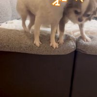 飼い主を出迎える2匹の小型犬