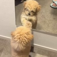 鏡の中の犬を睨む犬