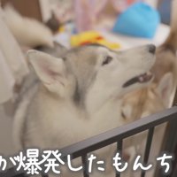 廊下の方を見つめるグレーの犬