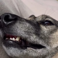 いびきをかきながらカメラ目線