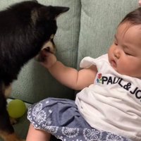 赤ちゃんの手を甘噛みする柴犬さん