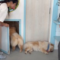 1匹だけ帰らない犬