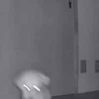 尻を床につけたまま進む小型犬