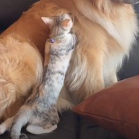 子猫がふみふみしていたのは…