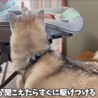 駆け寄る犬