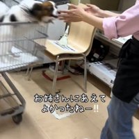 手を広げる人に近づく犬