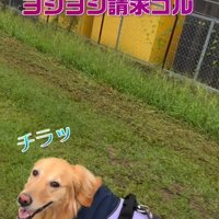 チラ見して「ヨシヨシして」と要求