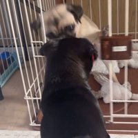 おはぎちゃん＆ちまき君の脱走劇7