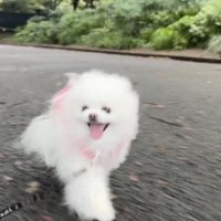 服を着ながら散歩道を駆ける犬