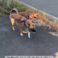 お散歩する犬