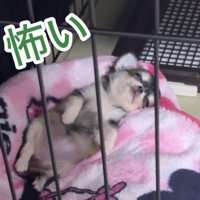 半目のまま眠る犬