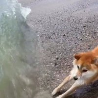 高波に驚く海くん