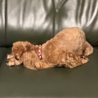 独特な体勢で眠る犬