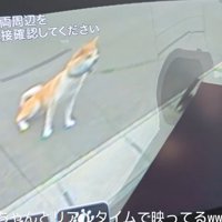 シュールな光景に爆笑♪